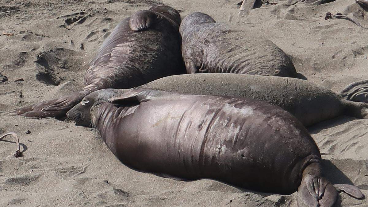 These fat weaned pups are molting their black birth coats at the Piedras Blancas elephant seal rookery. Soon they will have their mature colors.
