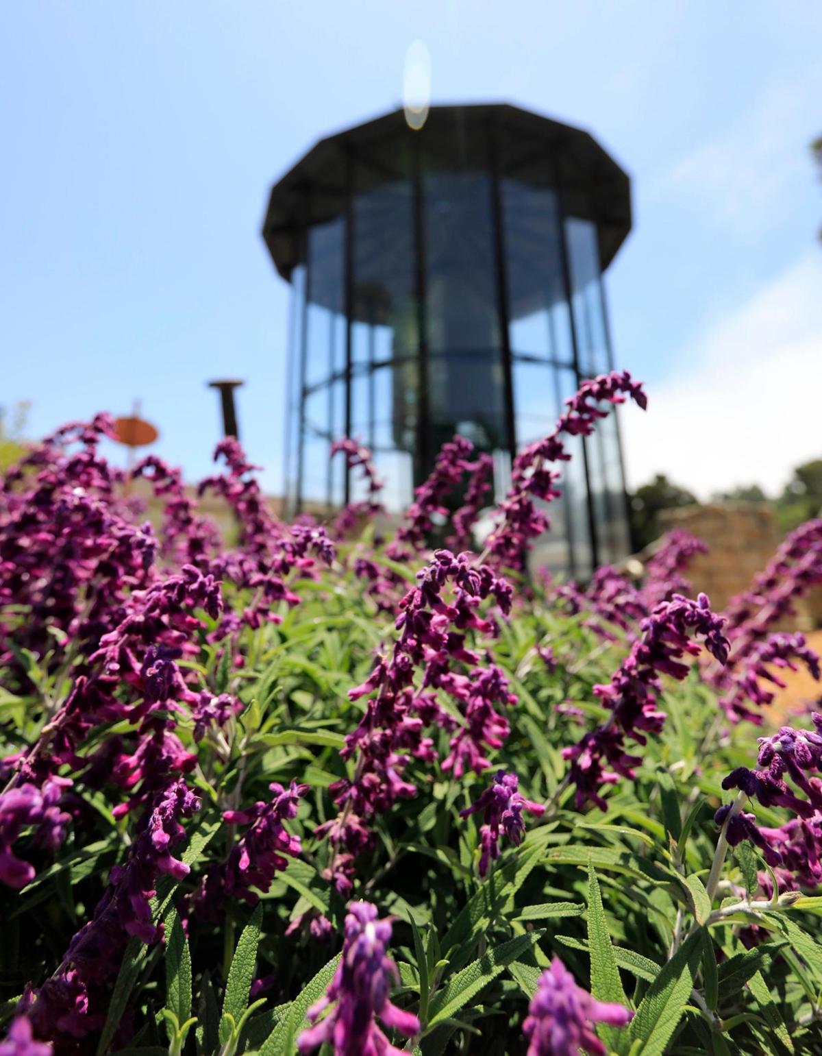 Surrounding the Piedras Blancas lighthouse lens on Main Street in Cambria is velvet Mexican bush sage salvia.