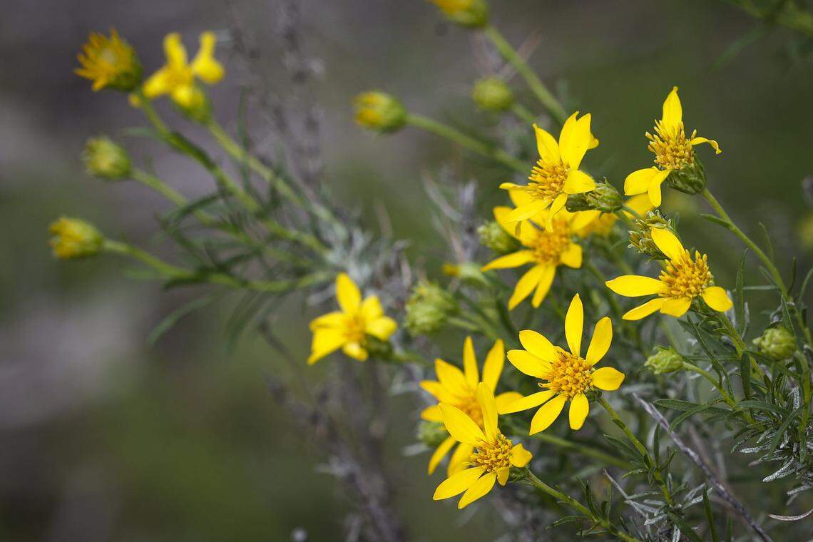 Wildflowers got an early but sporadic start in California Valley after a dry spell followed early winter rains.