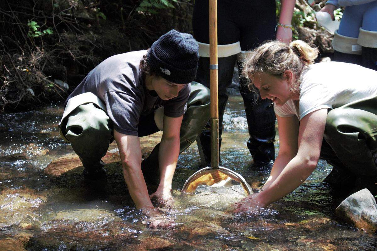 Cal Poly third years Max Grensted, left, and Jade Taylor, right, work to get small bugs off rocks in San Luis Obispo Creek on May 26. The work, conducted in partnership with the city of San Luis Obispo, will indicate whether the creek water quality is good based off what kind of bugs are present.