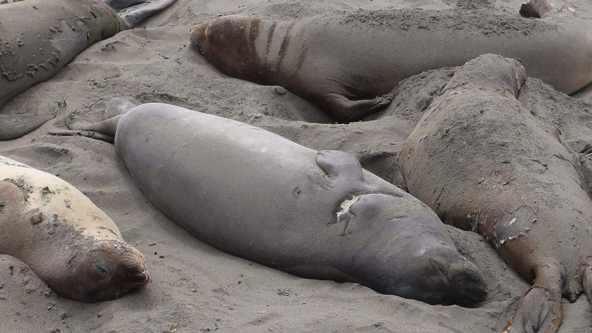 This elephant seal’s scar shows how her head was nearly bitten off by a shark.