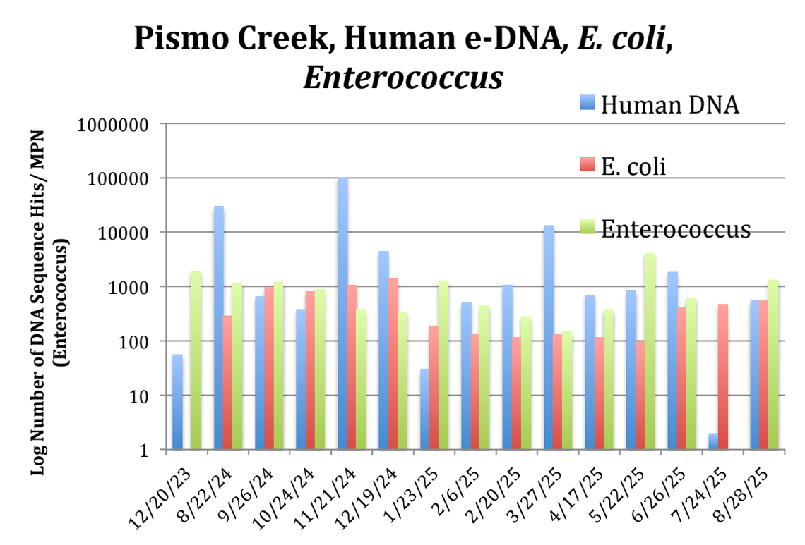 Data collected by the Surfrider Foundation at the Cypress Street bridge in Pismo Beach shows elevated levels of Enterococcus and E. coli bacteria, along with human DNA. Surfrider Foundation volunteer Dr. Stanley Rice said Pismo Creek consistently tests at higher levels of contamination than the rest of Pismo Beach.