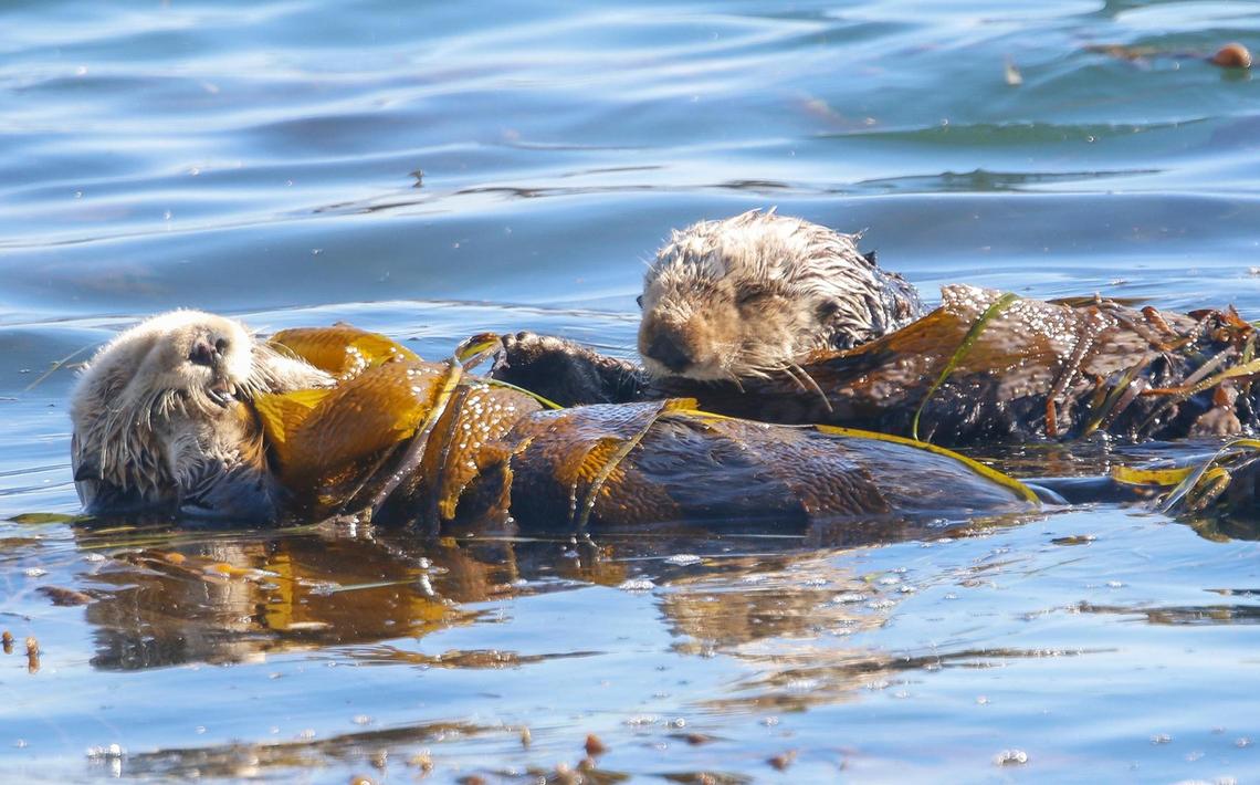 Sea otters rest in a kelp bed in the Morro Bay Harbor near Morro Rock. The U.S. Fish and Wildlife Service found that southern sea otters remain a threatened species.