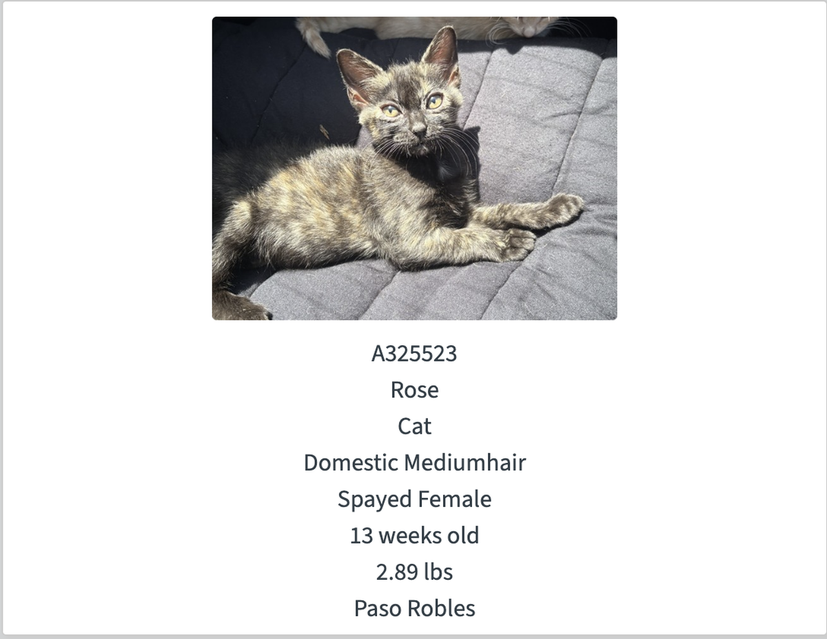 Rose, a 13-week-olf female kitten, was available for adoption from San Luis Obispo County Animal Services on Aug. 12, 2025. The agency offered $25 adoptions for dogs and cats between Aug. 12 and Aug. 18, 2025, to help make room for incoming pets affected by the Gifford Fire.