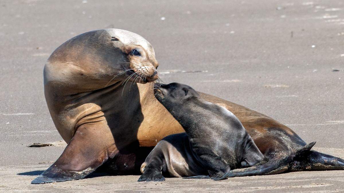 A sea lion that gave birth on the Santa Barbara Harbor boat-launch ramp early on Monday, June 7, 2021, bonds with her pup at an undisclosed beach. The pair were relocated on Friday, June 11, 2021.