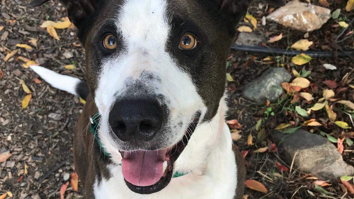 Malu the border collie mix is a playful ‘love bug’ looking for a new home