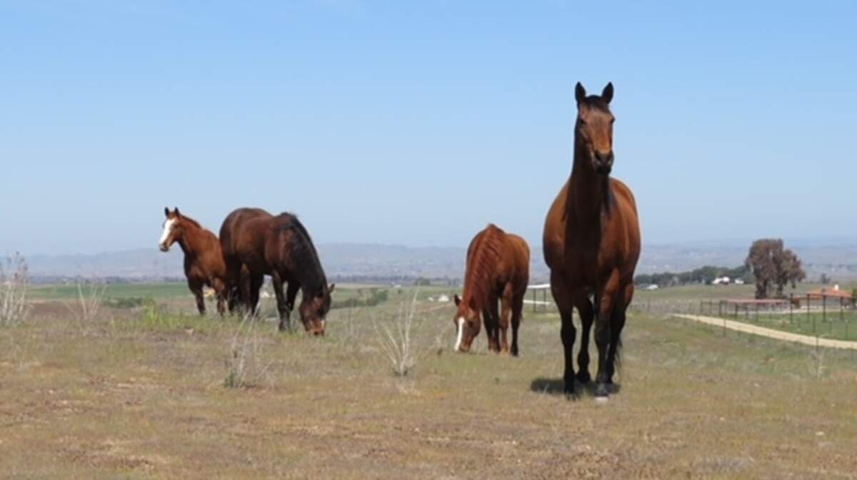 The first four Redwings horses moved to Paso Robles on April 6, including Angel, September, Baby and Katrina.