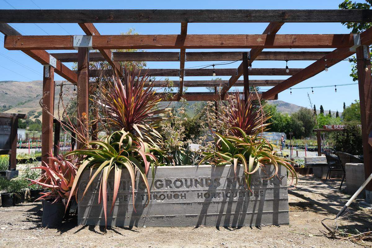Plants at the Growing Grounds Nursery on May 15, 2025. Growing Grounds is a vocational work program run by Transitions-Mental Health Association to help people with severe mental illness or substance abuse disorder reenter the workforce.&nbsp;