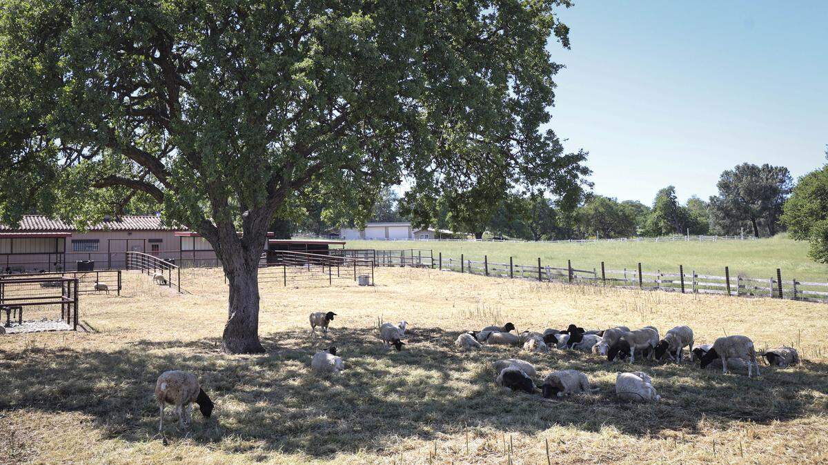 Sheep rest in the shade of an oak tree in the heat of the day near Creston Road on March 19, 2026.