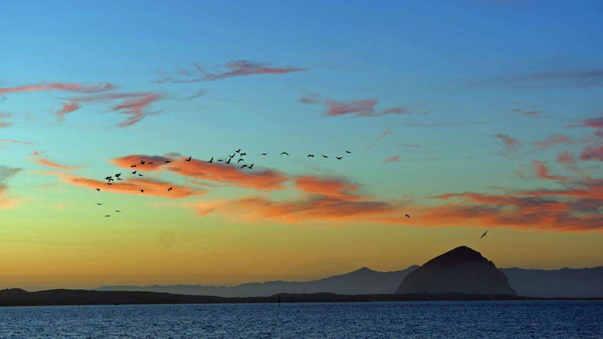 A group of pelicans flying over Morro Bay after sunset.