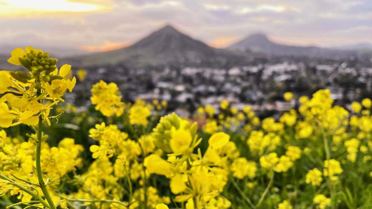 Photographer Mark Nakamura took this picture of wild mustard blooming at the top of Terrace Hill in San Luis Obispo on Sunday, April 4, 2021.