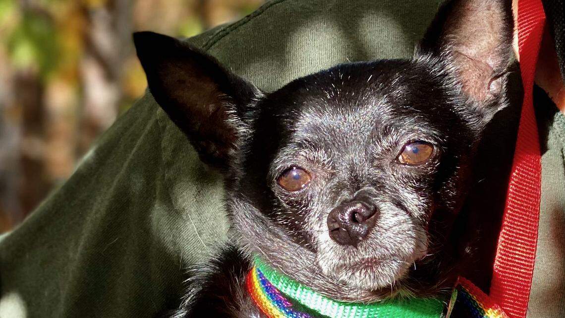 Lenny the Chihuahua longs for ‘love that will last a lifetime.’ He needs a new home