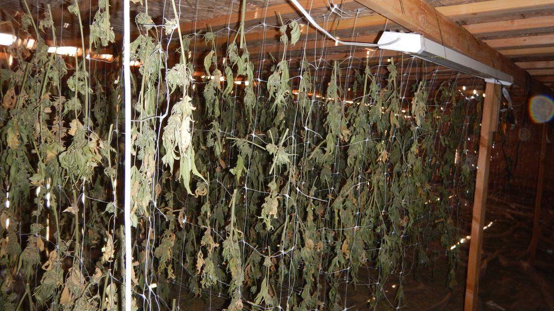 Cannabis is technically legal in SLO County. Still, 14,200 pounds of weed were destroyed