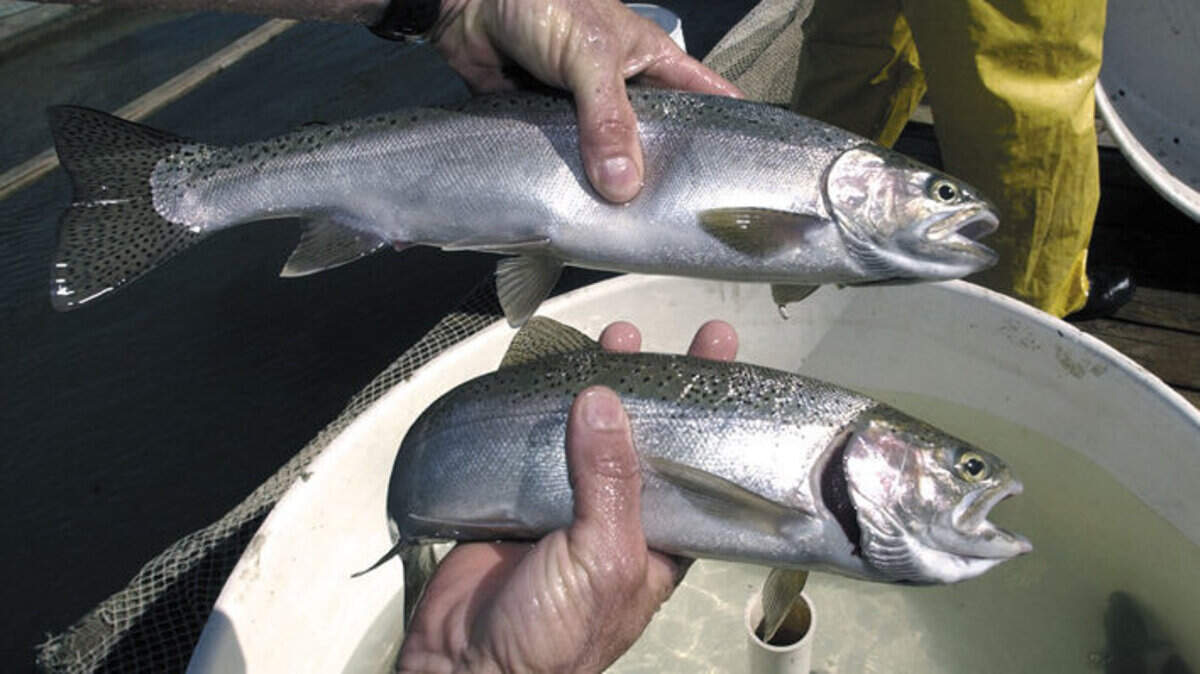 A male steelhead trout, bottom, and a female, top.