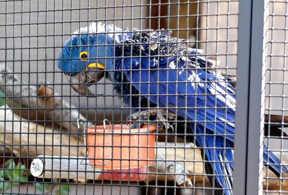 Pictured is a male hyacinth macaw named Chip. A new Cerrado Aviaries Exhibit will open at the Charles Paddock Zoo in Atascadero, California,.