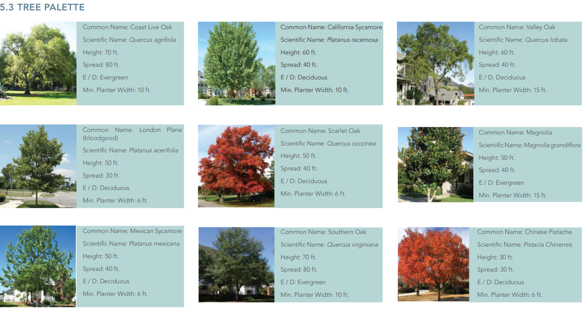The El Camino Real corridor plan includes a three-page “tree palette” of proposed trees that could be planted along the corridor.