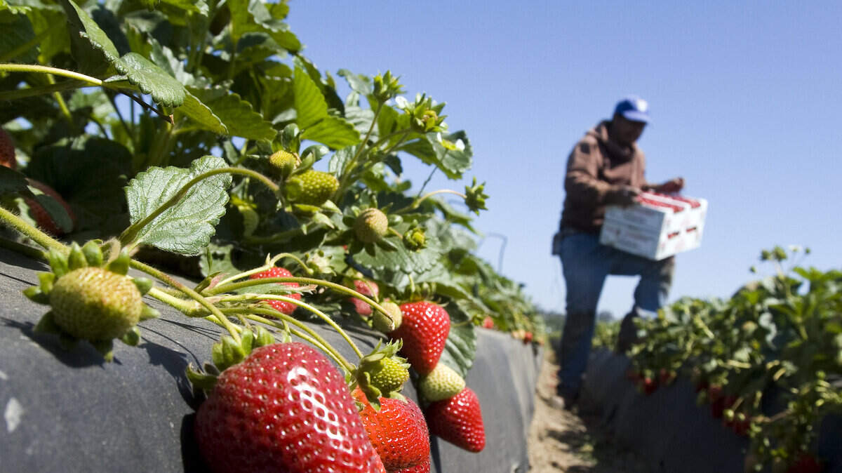 Rows of fresh strawberries await picking at Hayashi Farms in Oceano.