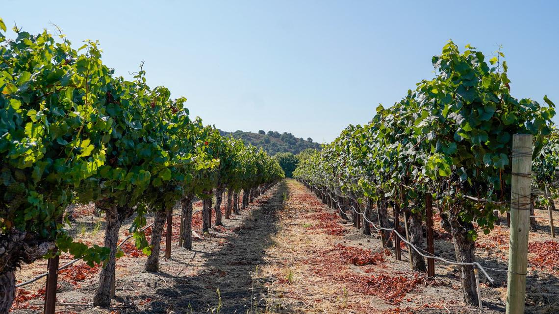 Sextant Wines’ Edna Valley location is in the final stages of construction on its new tasting room, Aug. 24, 2024. The tasting room will serve pinot noir and Cchardonnay wines made under the Windemere label, along with other California specialties.