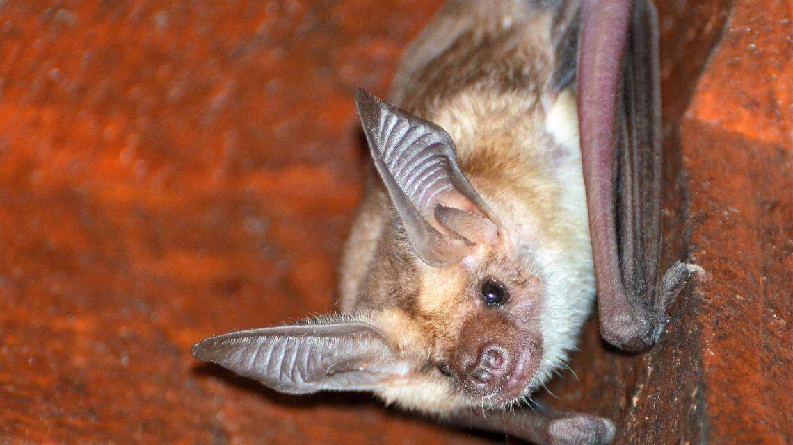 I was reminded why I love bats as thousands of termites took to the air on my evening walk