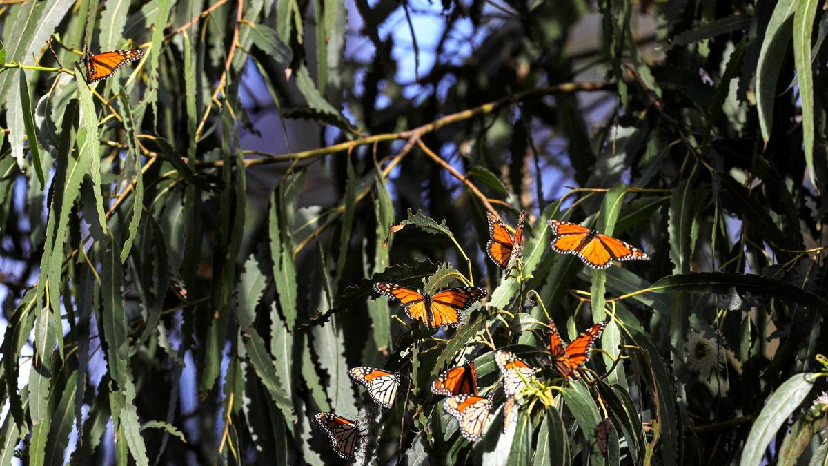 A western monarch butterfly census at the Pismo State Beach Monarch Butterfly Grove indicates a catastrophic drop in the insect species’ population in the fall of 2020. One of the biggest overwintering sites in the west, the grove has seen the population crash due to pesticides, loss of habitat, wildfires and other factors.