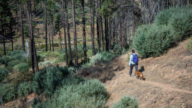 California’s wild forests need protection — not more roads | Opinion