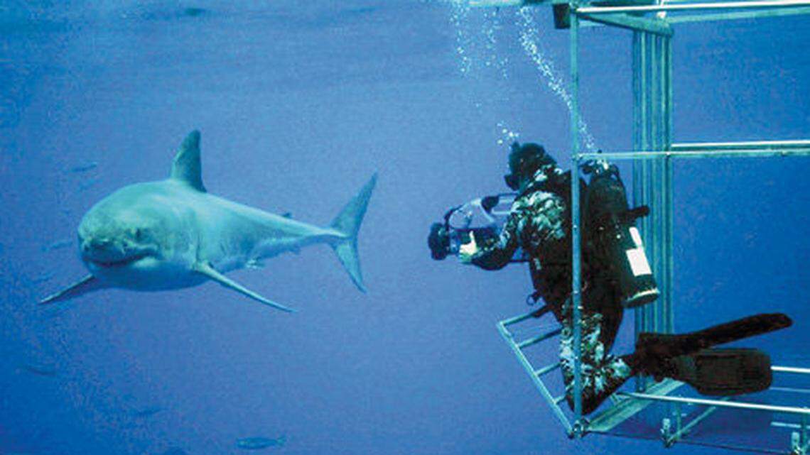 John McKenney films a great white shark while shooting an underwater documentary in 2004 at Guadalupe Island, west of Mexico. He formerly owned the documentary company Jack McKenney Produtions Inc. He's now a SLO County sheriff's deputy.

Courtesy photo