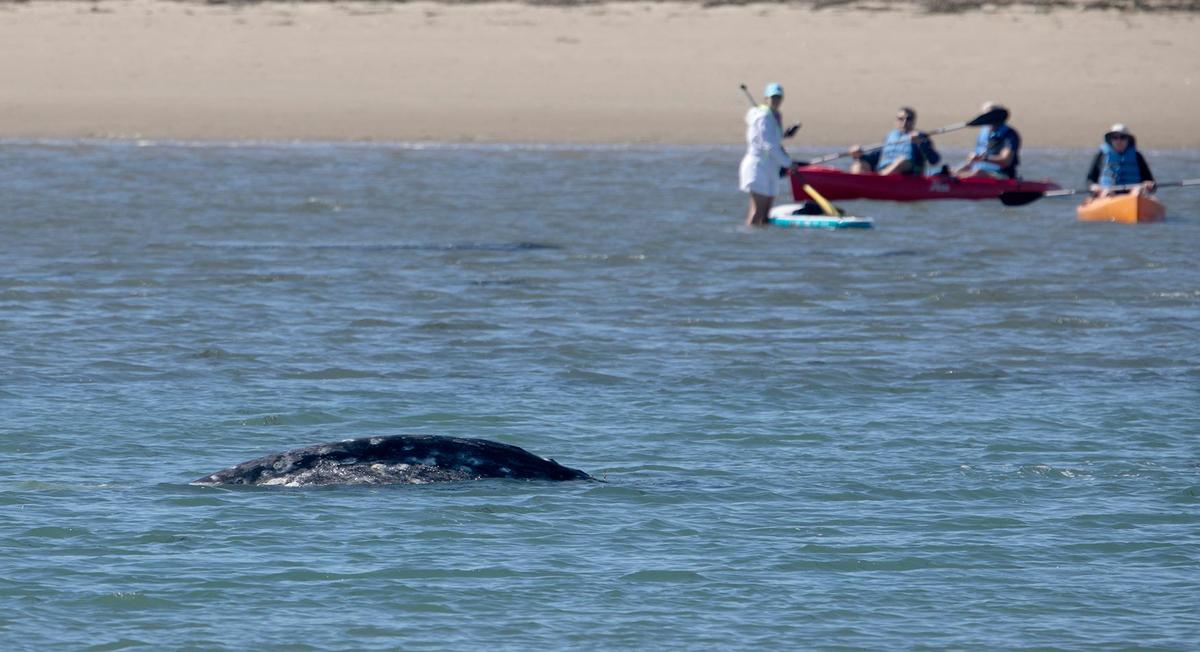 A gray whale surfaces in the Morro Bay Harbor near Morro Rock on Thursday, March 14, 2024, as paddle boarders and kayakers look on. The whale has been been spotted in the harbor for the last few days.