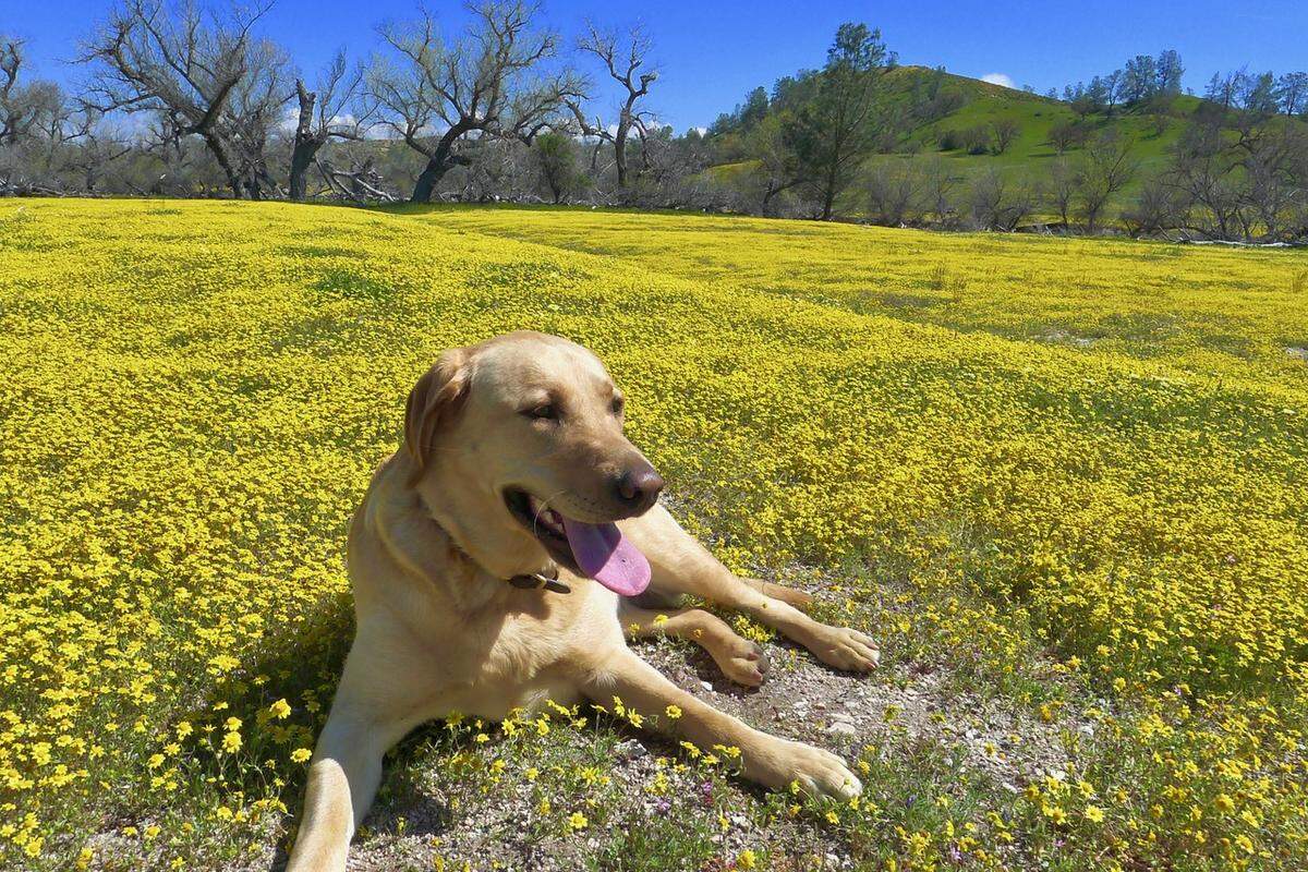 Martin Lomeli of Morro Bay took this photo of his dog, Mae, among the wildflowers at Shell Creek Road off Highway 58 near Santa Margarita on Saturday, April 1, 2023.