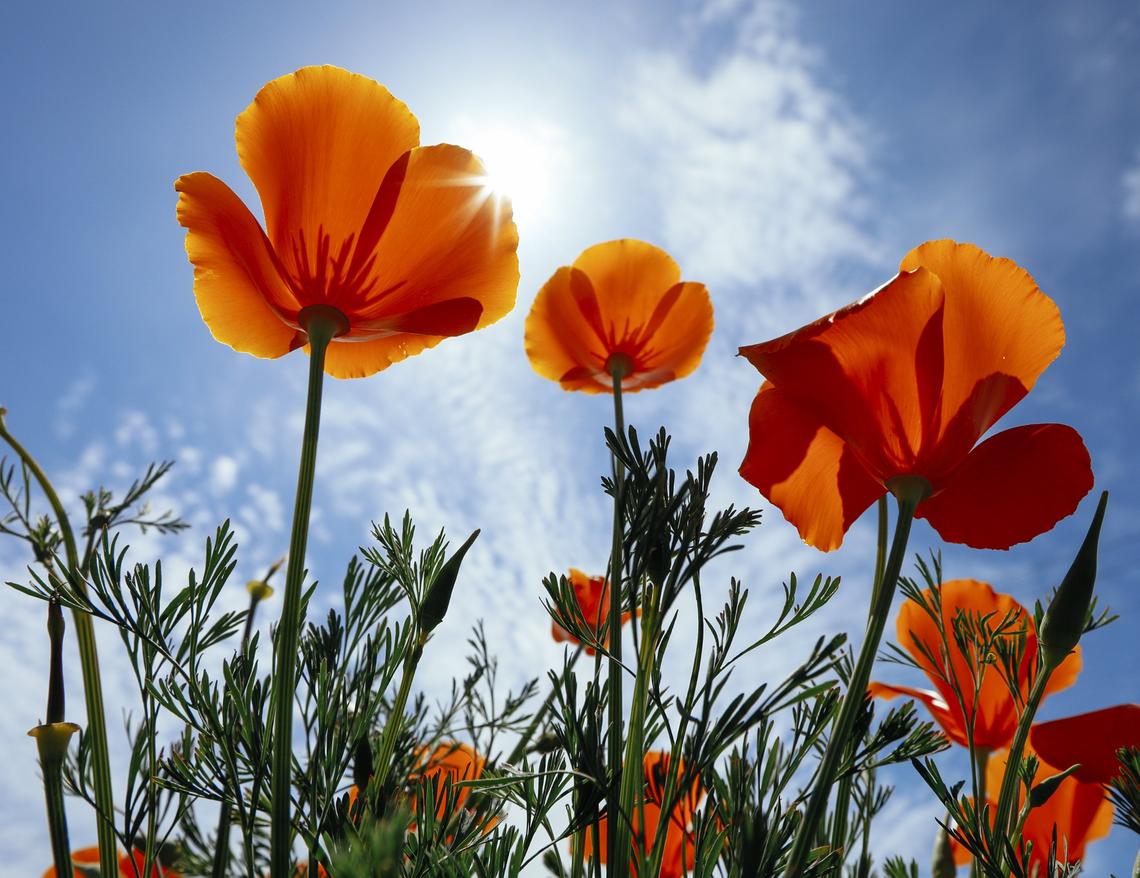 California poppies bloom along Orcutt Road in San Luis Obispo.