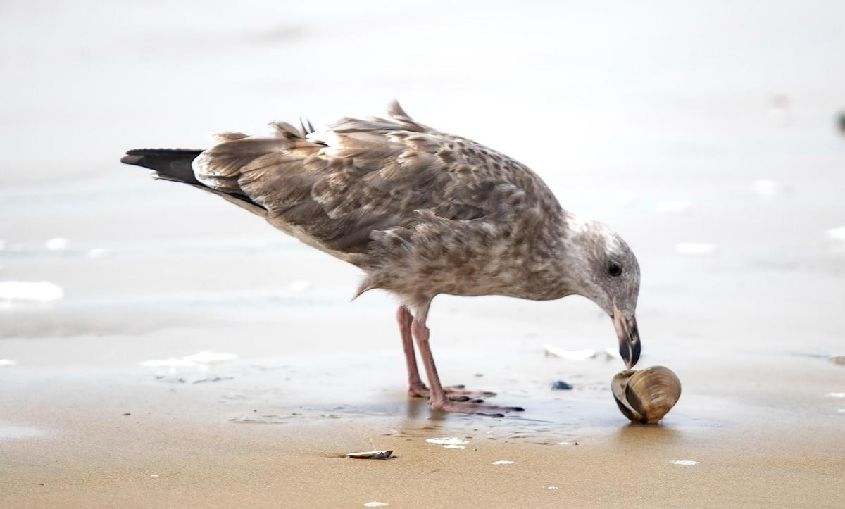 Hundreds of Pismo clams are surfacing on SLO County beaches. Dozens of seagulls were seen north of Pismo Beach Pier and at Oceano Dunes SVRA have a feast on Friday, Sept. 8, 2023.