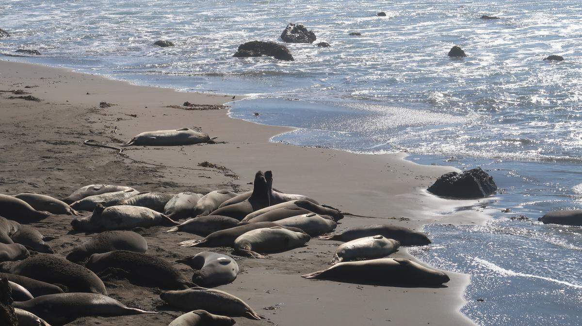 Juvenile elephant seals generally rest peacefully on the beach at the Piedras Blancas rookery north of San Simeon. Tussling among young males occasionally ripples the calm.