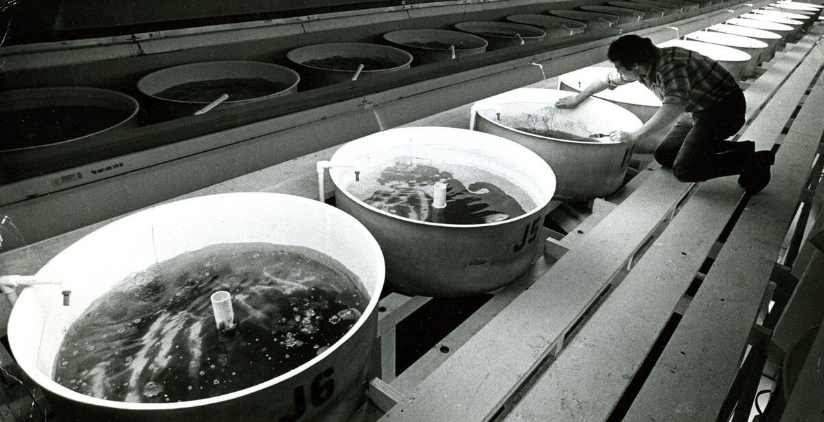 Frank Oakes leans to clean one of 228 fiberglass tubs, where young abalone graze on microscopic sea algae in gently swirling salt water. Abalone farm tour near Cayucos on Oct. 12, 1978.