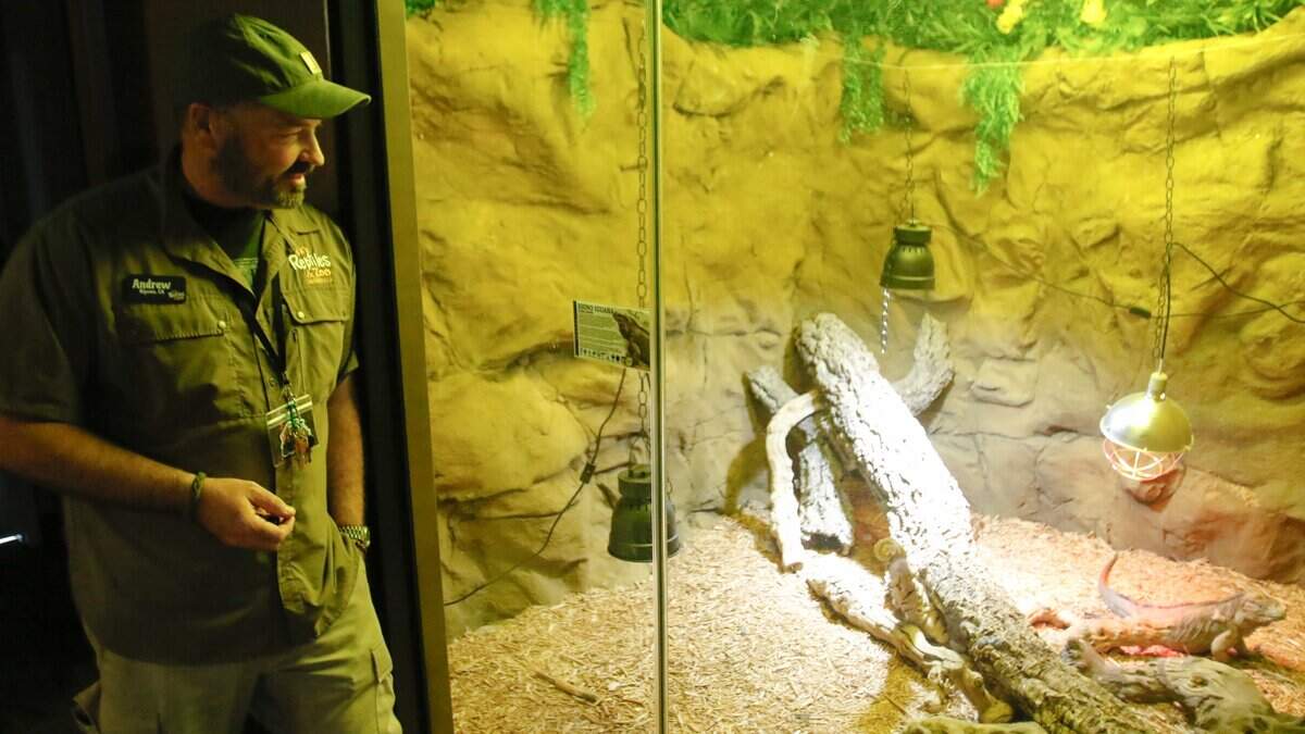 Owner Andrew Barton stands by the rhino iguana enclosure at BK's Reptiles and Zoo on Friday, June 12, 2026. BK's opened in Grover Beach in May, carrying reptile products and offering zoo tours.