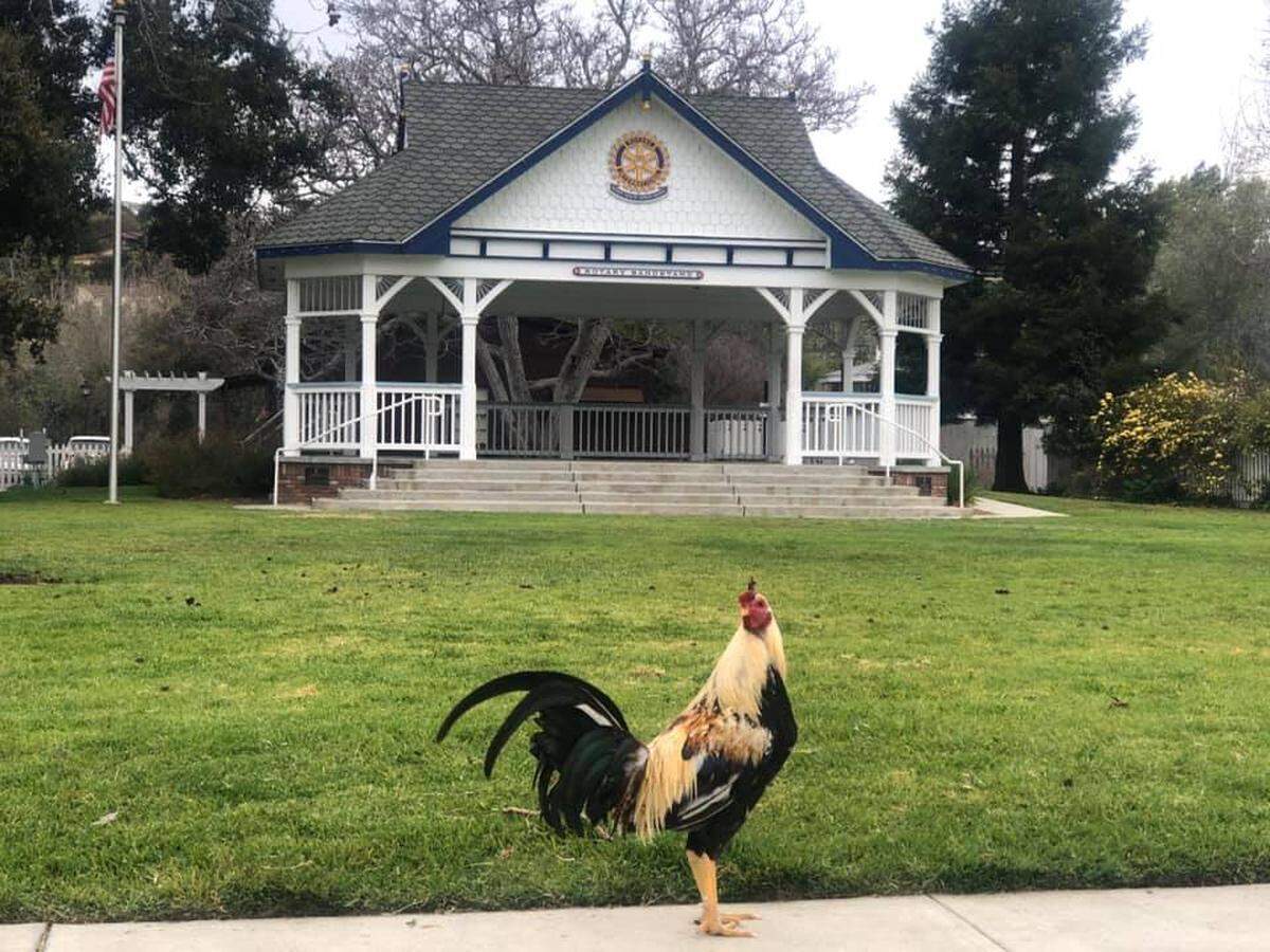 A rooster poses in front of the Arroyo Grande Rotary Bandstand near the Village in March 2021.