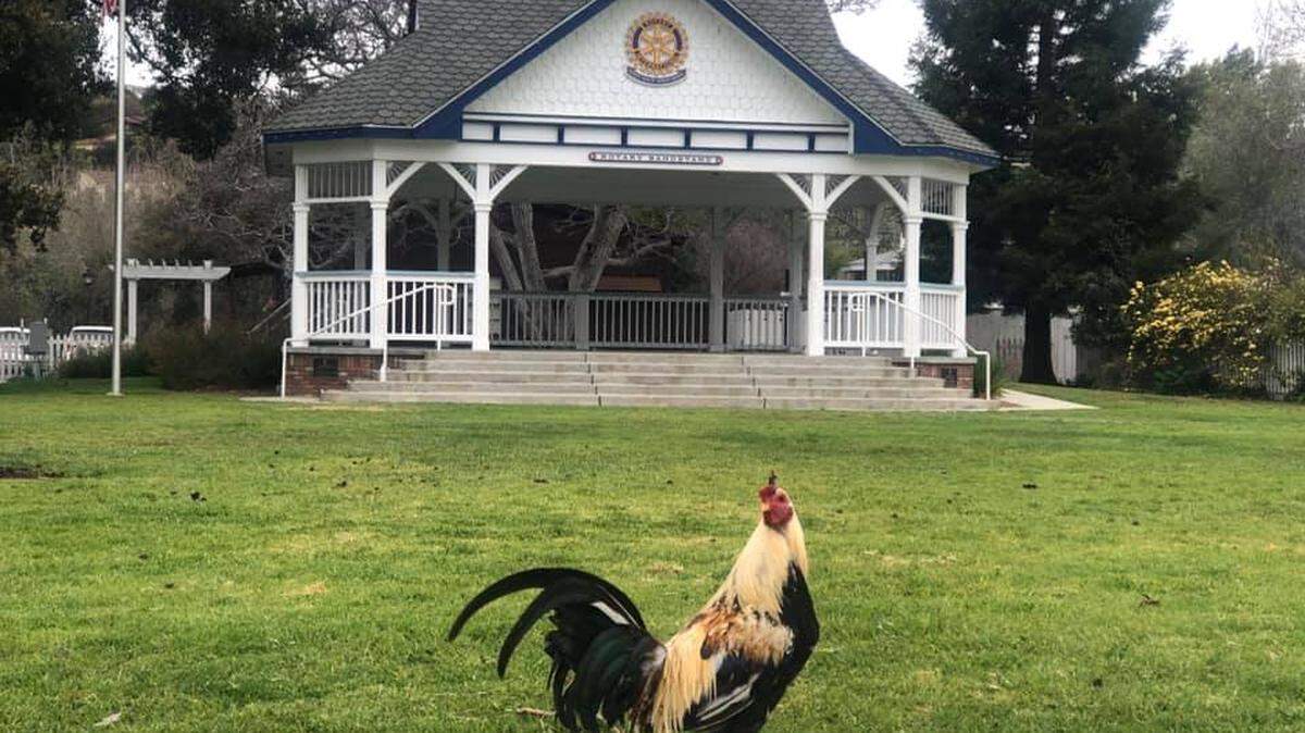 Arroyo Grande, seen here with one of its iconic roosters, is in need of an infusion of funds to pave streets, improve parks and infrastucture and support police and fire services.