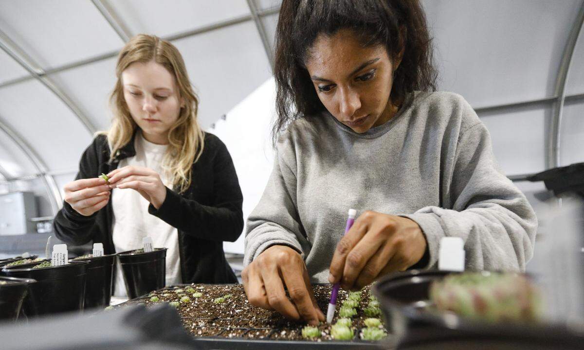 Cuesta College students Emma Torrence, left, and Natasha Garcia transplant succulents during Cuesta College's Plant Propagation & Production Lab at the North County campus in Paso Robles.