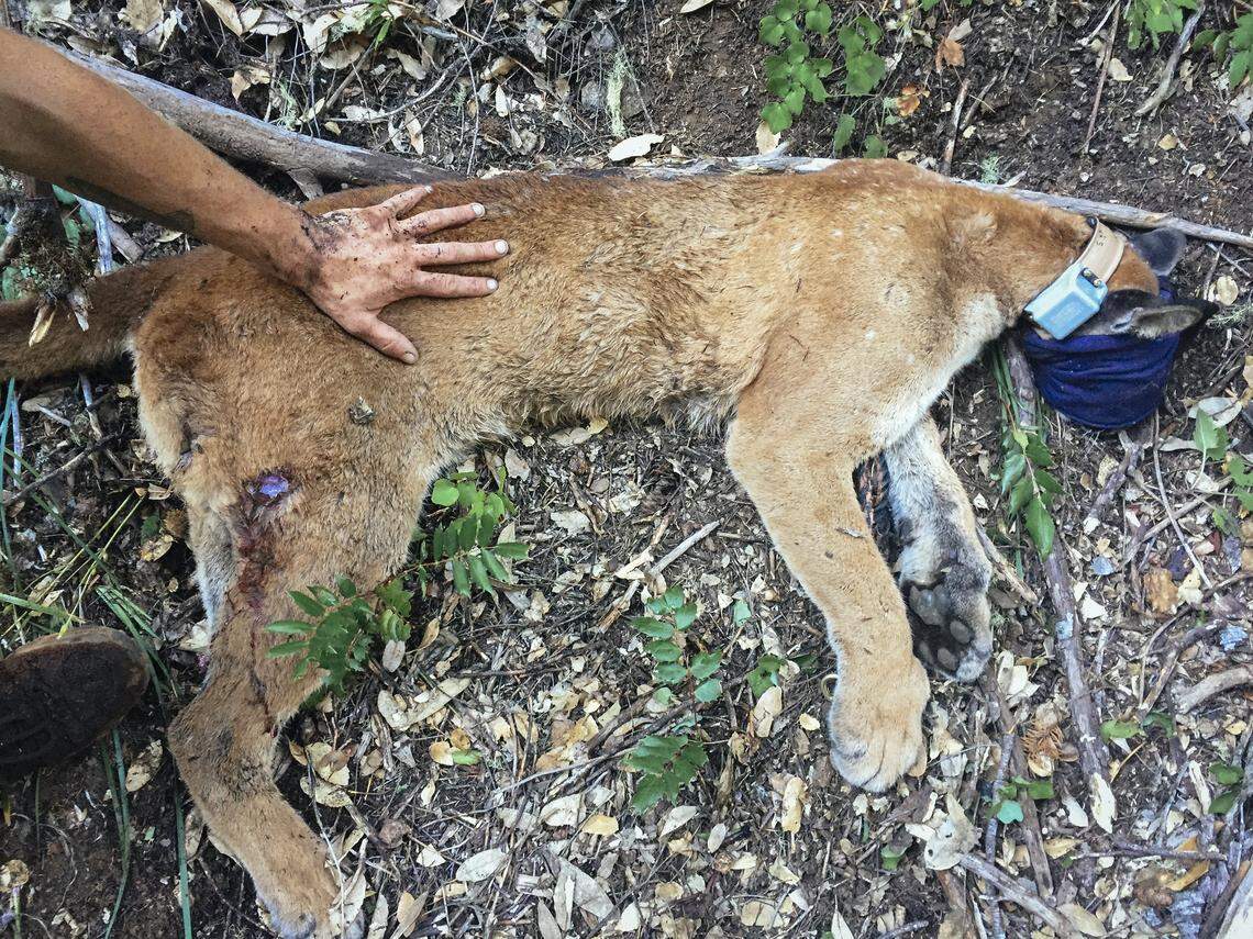 A female mountain lion caught in Humboldt County for research. Photo by Joe Johnston 01-24-18