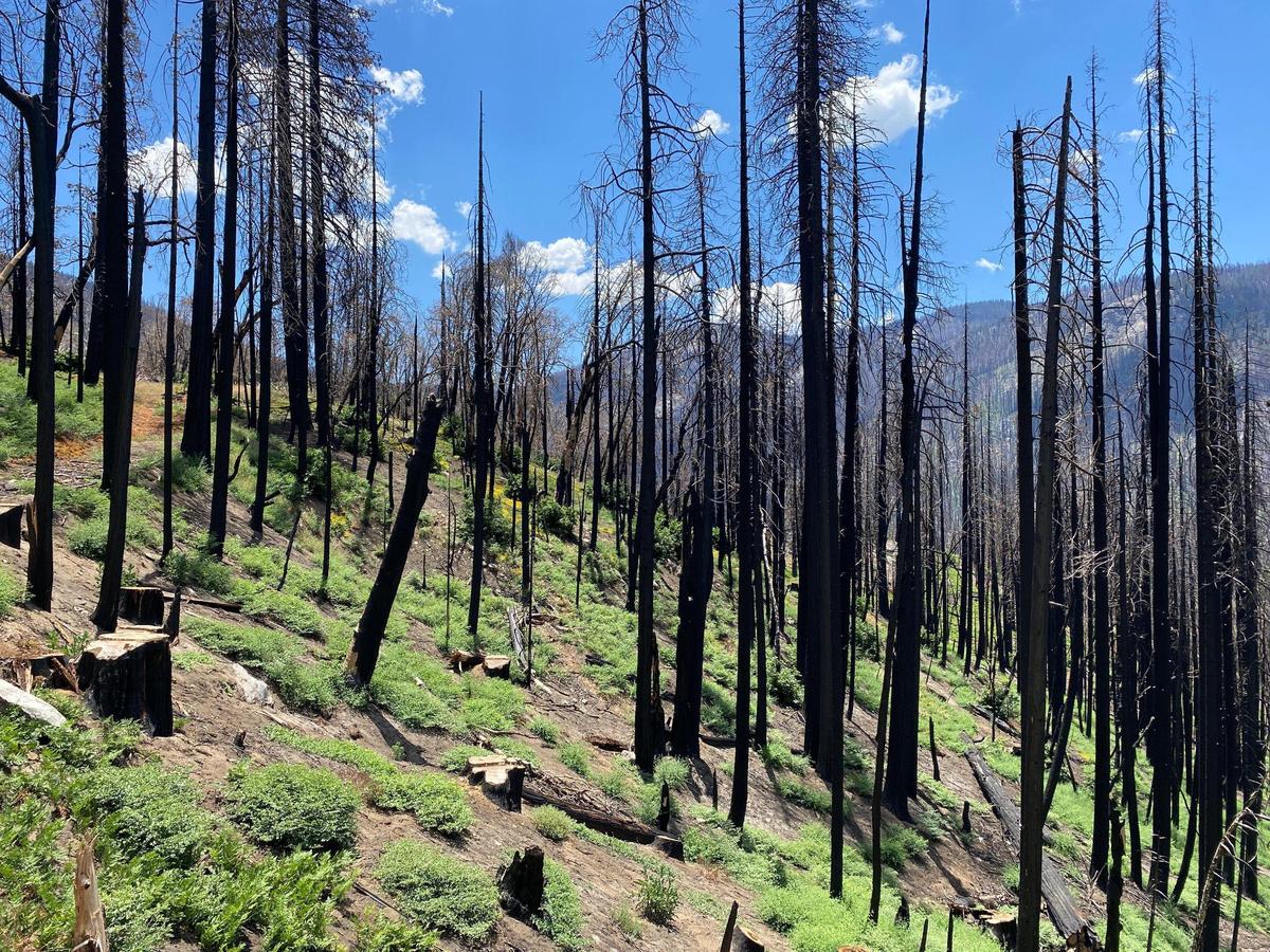 The 2020 Castle fire (part of SQF Complex) destroyed pine and cedar forest in foreground while Windy Fire in 2021 swept the mountain across the Tule River behind. The trees that have been stumped were a threat to fall on Highway 190 as seen June 28, 2022.