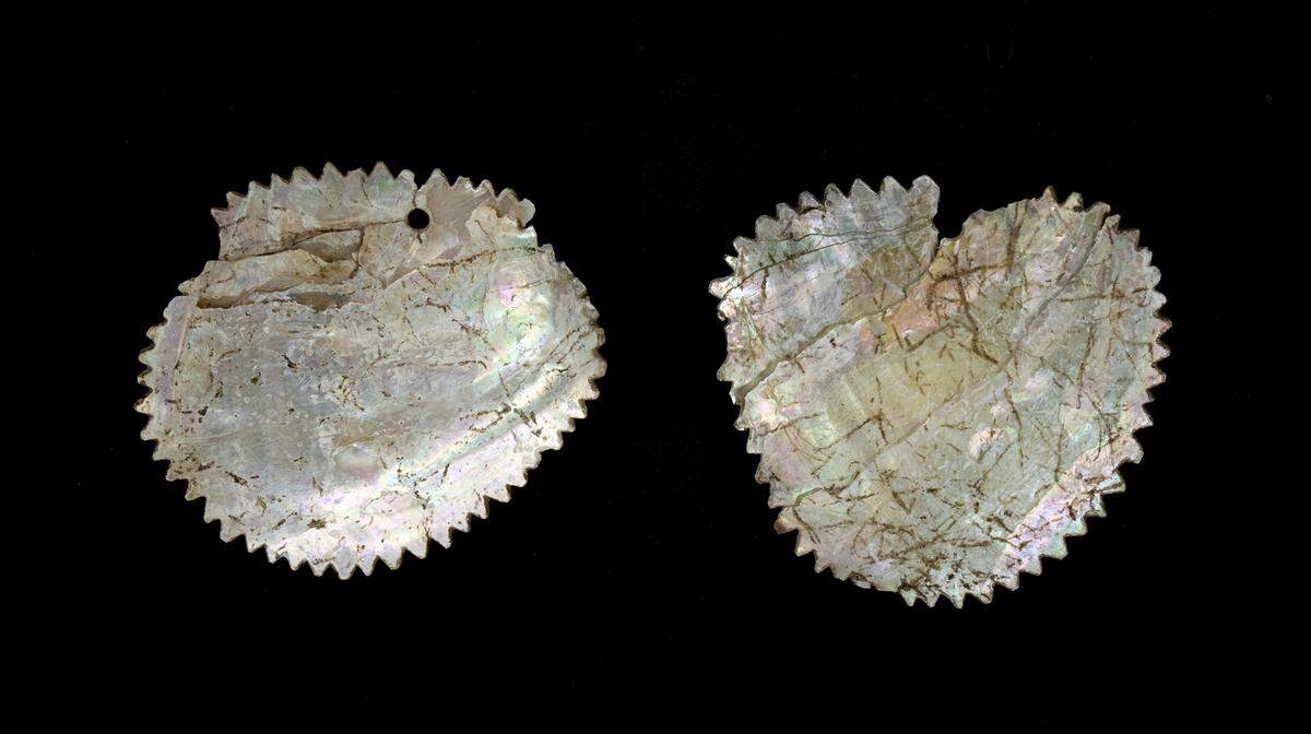Serrated abalone ornaments from Santa Cruz Island are among objects returned to the Santa Ynez Band of Chumash Indians. (Santa Barbara Museum of Natural History.