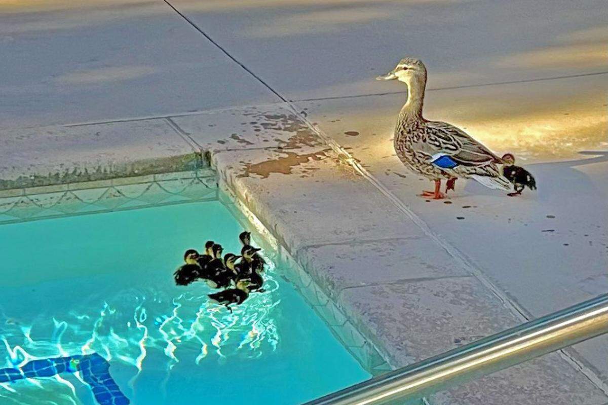 Santa Barbara County firefighters rescued a duckling out of a storm drain on Mother’s Day in Orcutt. Afterward, the family took a dip in a nearby pool.