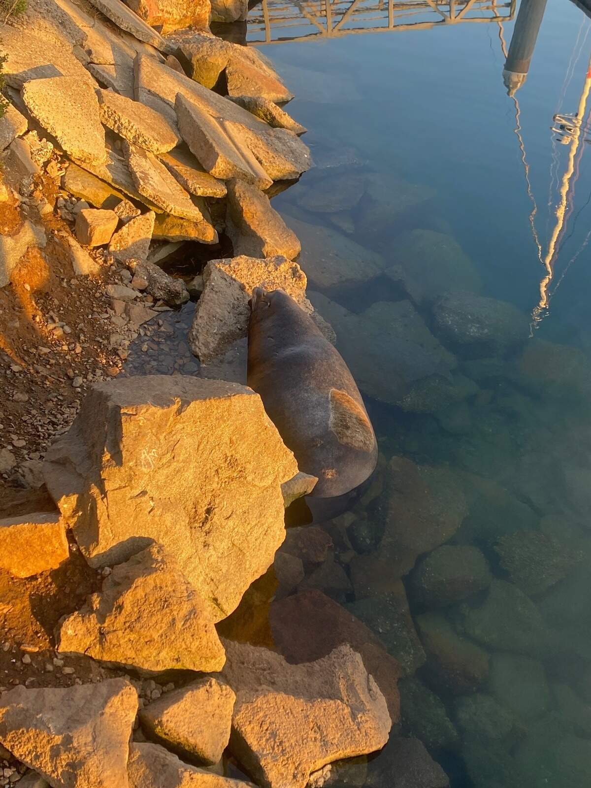 The Marine Mammal Center is monitoring a 700-pound sea lion with an injured jaw in Morro Bay, seen here on June 15, 2026.
