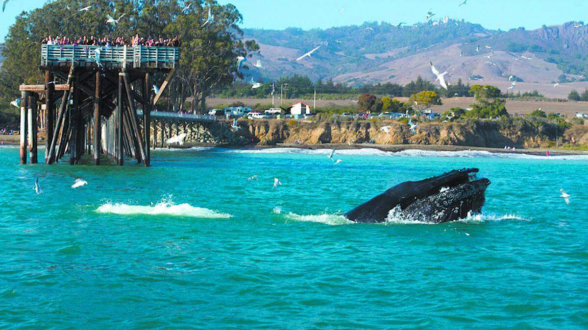 Humpback whales put on a show at San Simeon Bay Sept. 1, 2014.