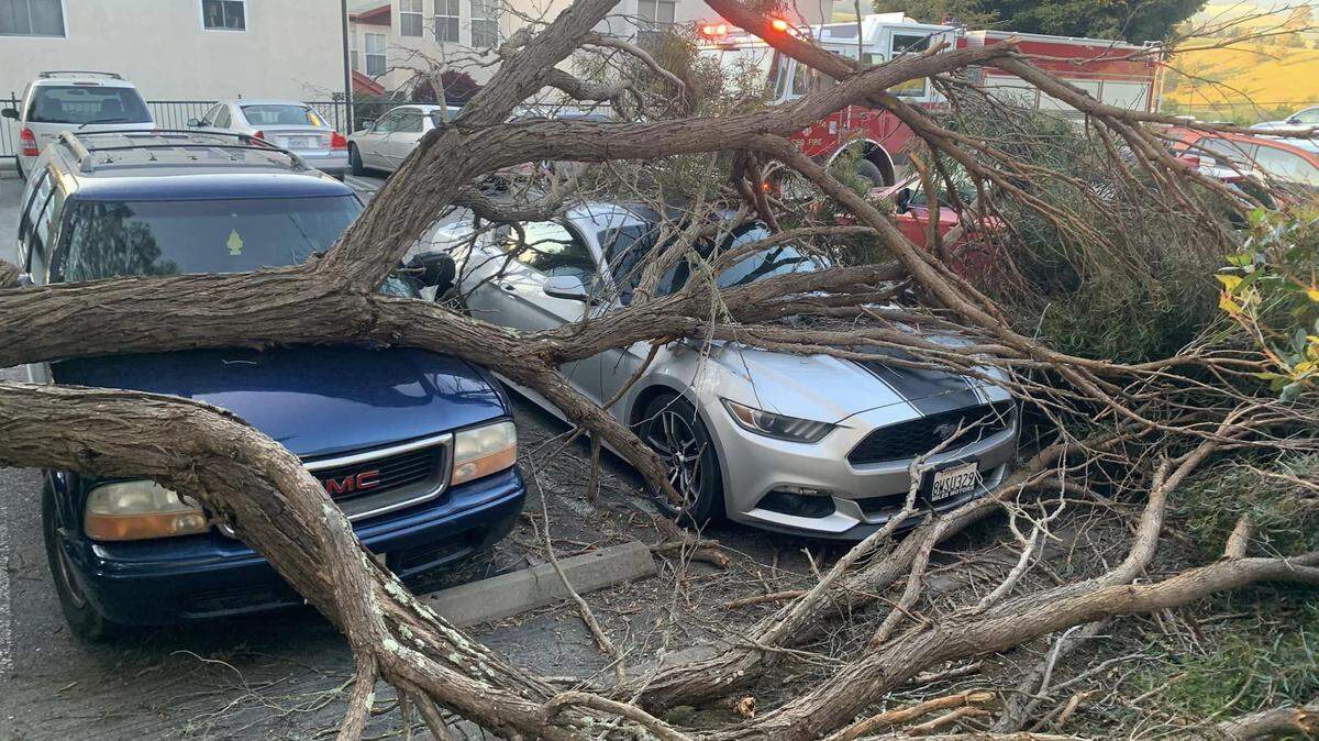 A tree fell onto these parked cars in Cambria during a wind storm on Monday, April 3, 2023.
