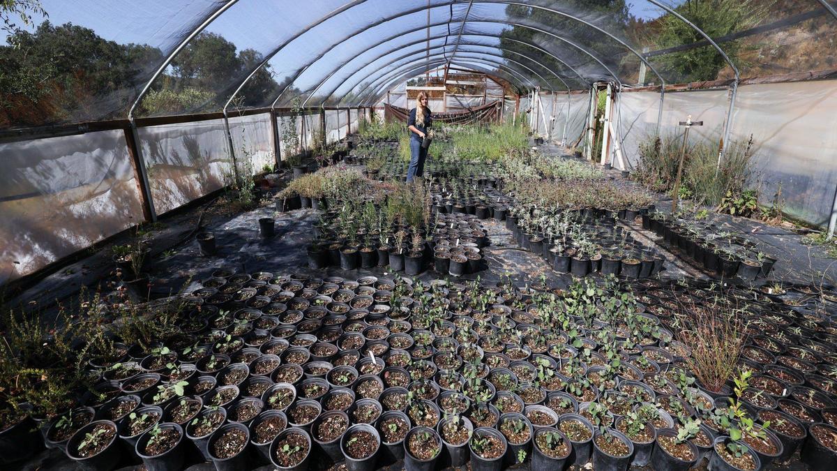 Penny Nyunt in a greenhouse, Las Pilitas Nursery a leading provider of California native plants, is reopening to the public, seen here Sept. 7, 2023