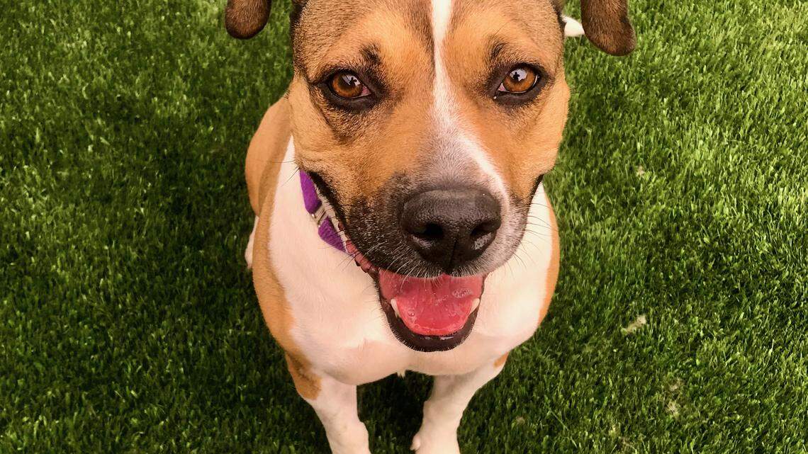For Sasha the sporty beagle mix, ‘every walk is a grand adventure.’ Help her find a home
