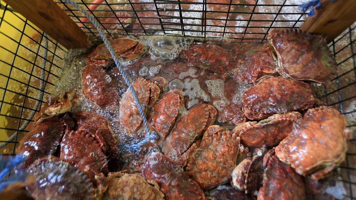 Local Dungeness crab may be harder to find for Sacramento’s holiday season. Here’s why
