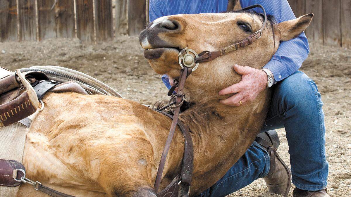 Gary Williams works as a contract cowboy and trains dogs and horses like Baby Doc, who will lay down on command, on his North County ranch.