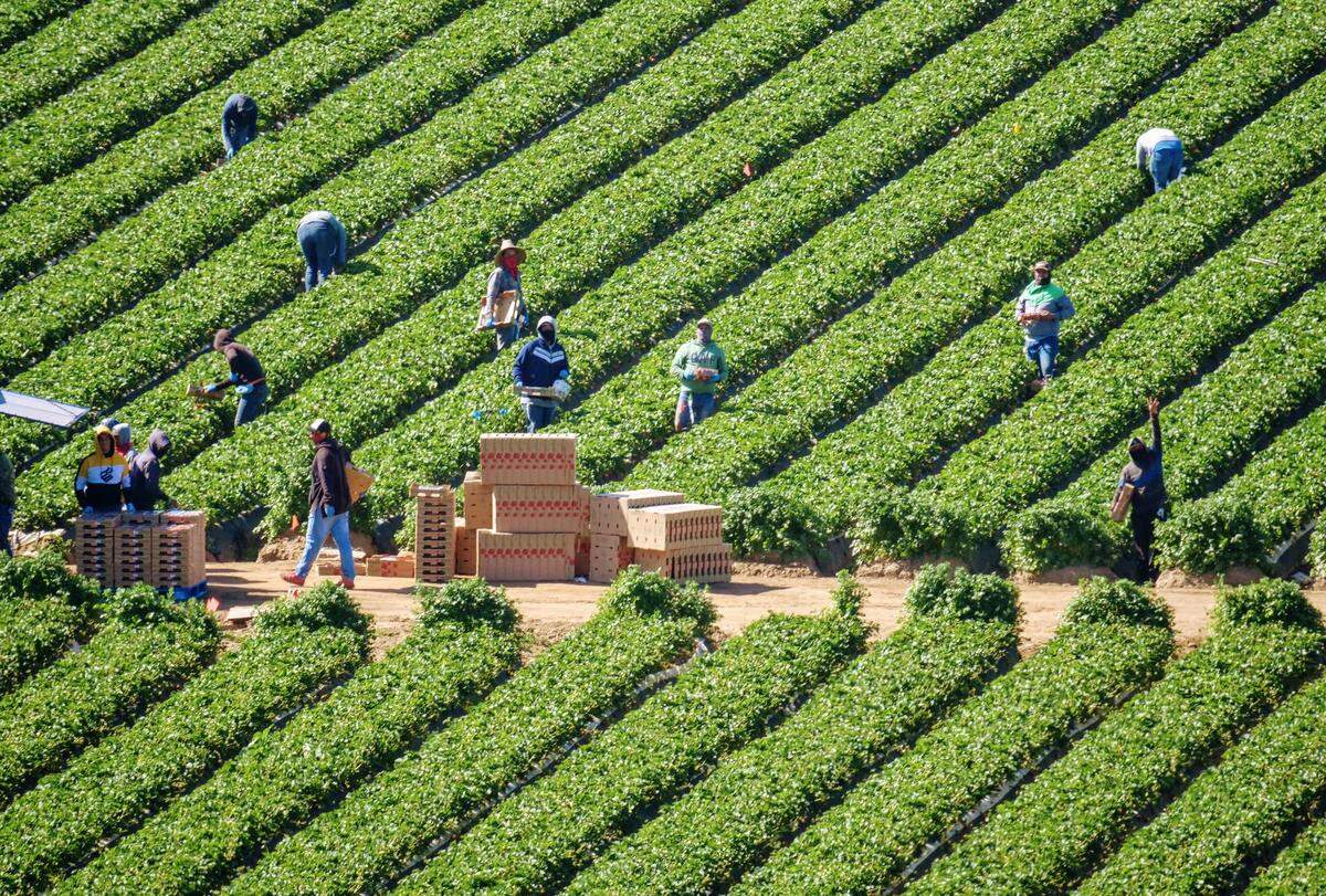Farmworkers in the field below the Hous’ Nipomo house waved and took pictures of the signs on the hill above them.