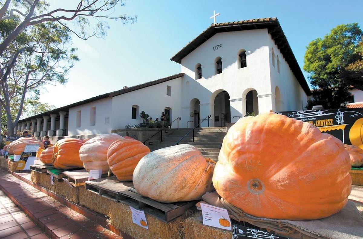 Giant pumpkins will compete for prizes on Thursday at the Mission Plaza.