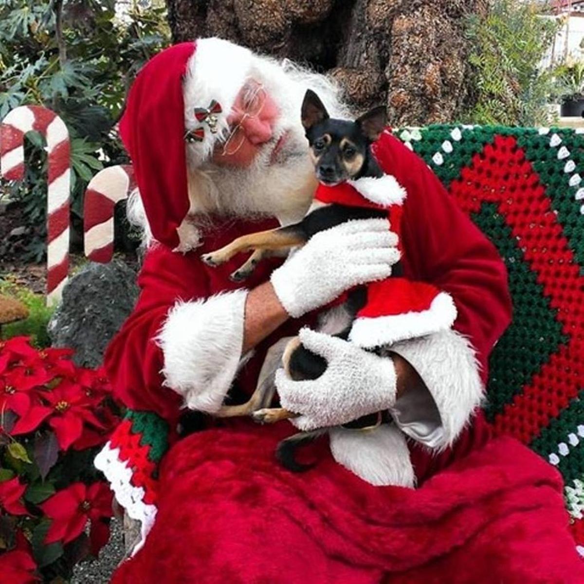 Feather the dog snuggles with Santa Claus.